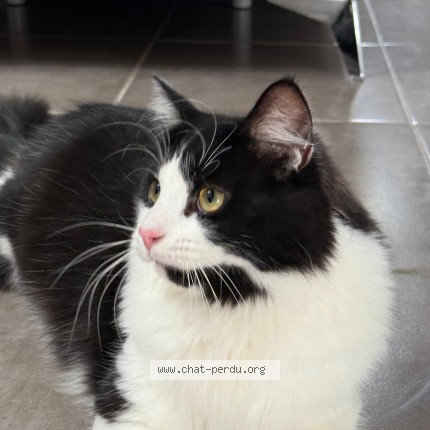 Photo 1/1 Roket Chat perdu à Tignieu