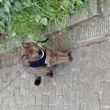 Mousse