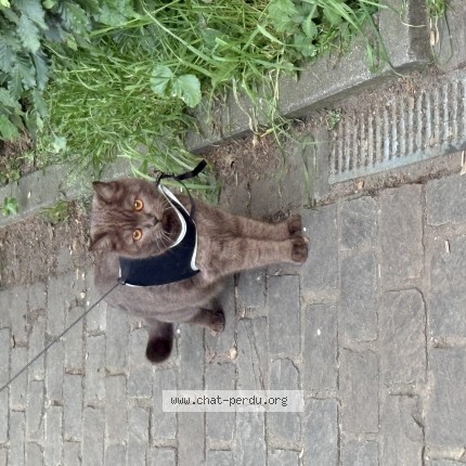 Photo 1/1 Mousse Chat perdu à Woluwe Saint Lambert
