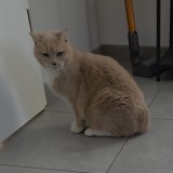 mia