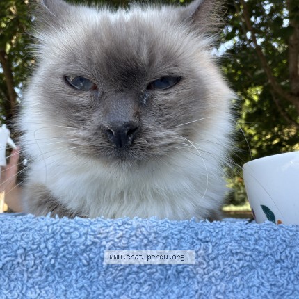 Photo de chat trouvé à Fenouillet