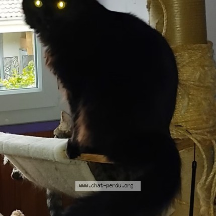 Photo de chat perdu à Magnanville