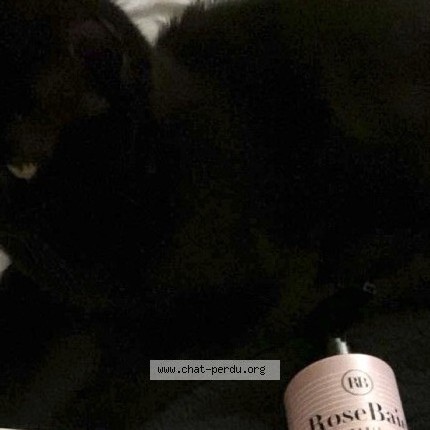 Photo 1/2 blacki Chat perdu à Wittenheim