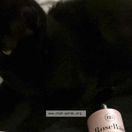 Photo 2/2 blacki Chat perdu à Wittenheim