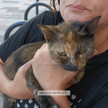 Photo 1/1 Chat trouvé Trouvé à Henin Beaumont