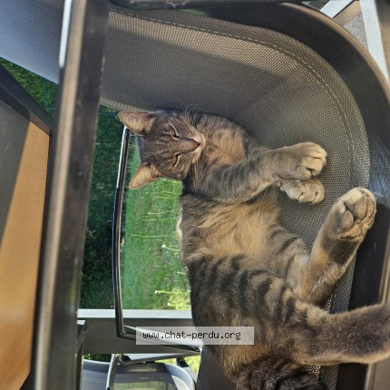 Photo 1/1 UNO Chat perdu à Epinal