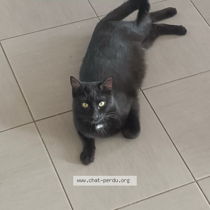 Photo 1/1 Azor Chat perdu à Condette