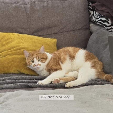 Photo 1/1 Fripouille Chat perdu à Donzenac