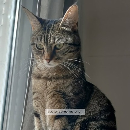 Photo de chat perdu à Le Pouliguen