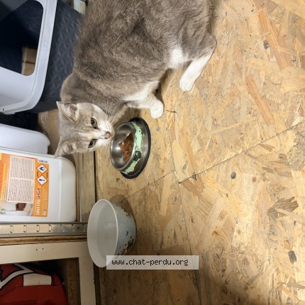 Photo de chat trouvé à Valence