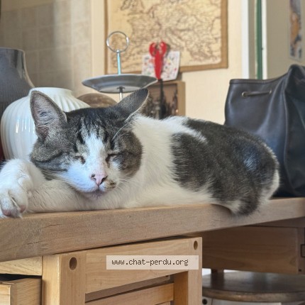 Photo de chat perdu à Levignac
