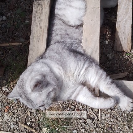 Photo 3/3 Chamalo Chat perdu à Finestret