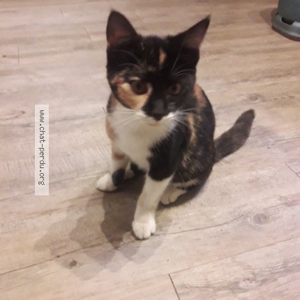 Photo de chat perdu à Ymeray