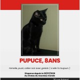 pupuce