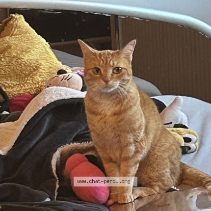 Photo de chat perdu à Sgdb