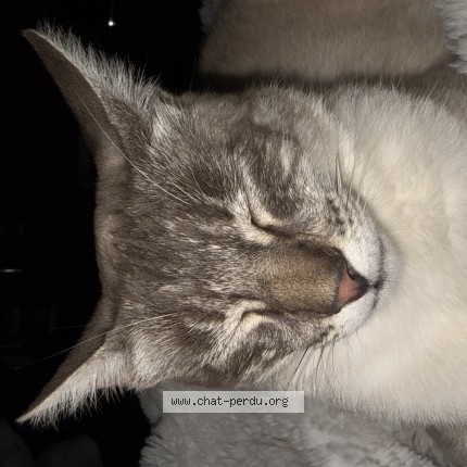 Photo 1/1 Boubou Chat perdu à Evry Gregy Sur Yerre