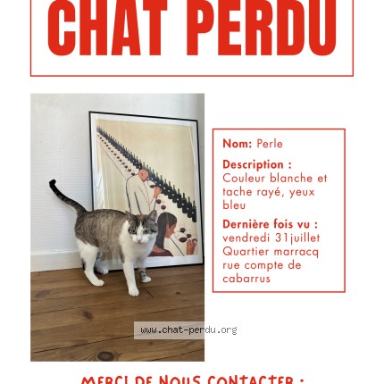 Photo de chat perdu à Bayonne