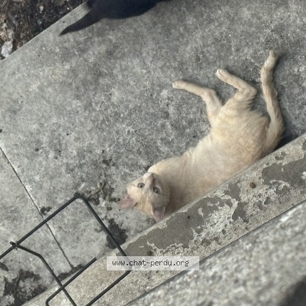 Photo de chat trouvé à Paris