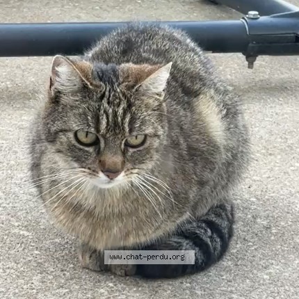 Photo de chat perdu à Bonnee