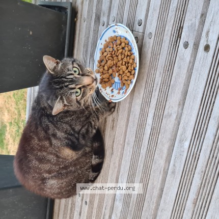 Photo de chat trouvé à Quimper