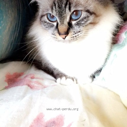Photo 1/1 tissa Chat perdu à Cercoux