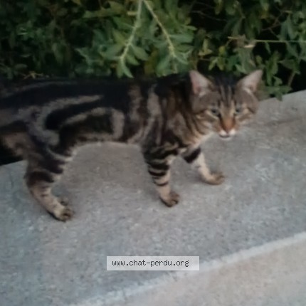 Photo de chat trouvé à Carrieres Sous Poissy