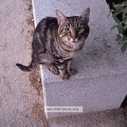 Photo 2/5 Chat trouvé Trouvé à Carrieres Sous Poissy