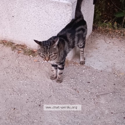 Photo 3/5 Chat trouvé Trouvé à Carrieres Sous Poissy