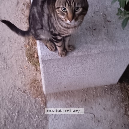 Photo 4/5 Chat trouvé Trouvé à Carrieres Sous Poissy
