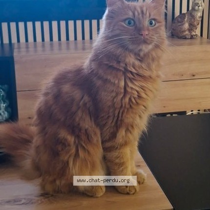 Photo de chat perdu à Meyzieu