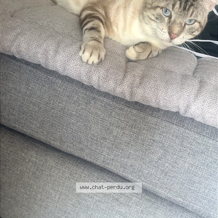 Photo 1/1 Chat trouvé Trouvé à Miramont De Guyenne
