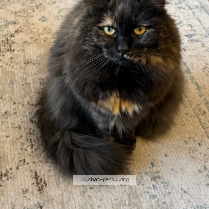 Photo de chat perdu à Nantes