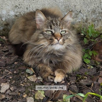 Photo de chat perdu à St Remy La Vanne