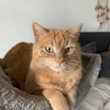 Tigrou