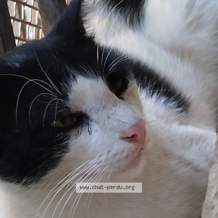 Photo 1/1 FELIXXX Chat perdu à Tizi Ouzou