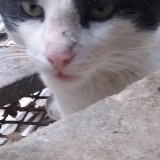 Ffelix