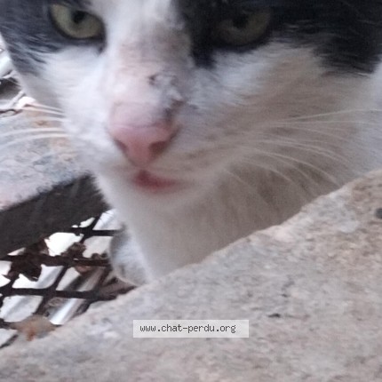 Photo 1/2 Ffelix Chat perdu à Tizi Ouzou