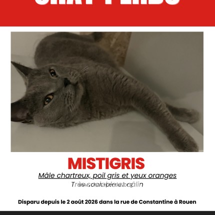 Photo 1/1 Mistigris Chat perdu à Rouen