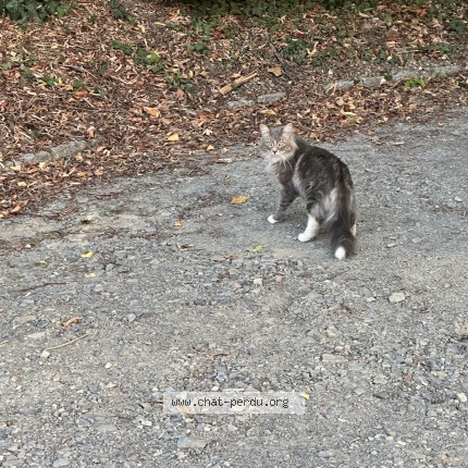Photo de chat trouvé à Cerences Cerences