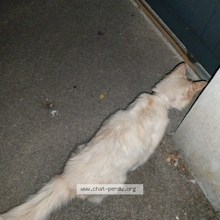 Photo de chat trouvé à Barneville Carteret