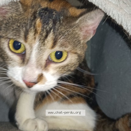Photo de chat perdu à Chelles