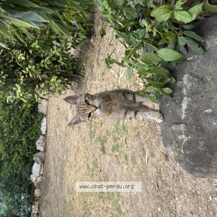 Photo 1/1 Chat trouvé Trouvé à Aubagne