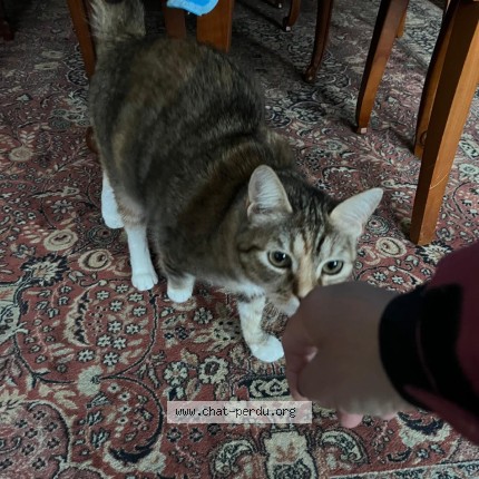 Photo de chat perdu à La Teste De Buch