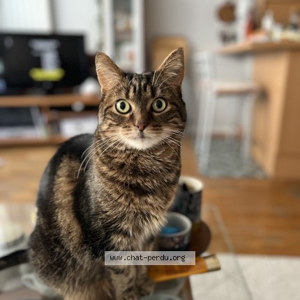 Photo 1/1 leia Chat perdu à Saint Thual