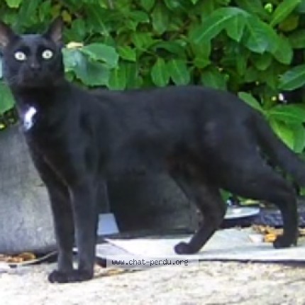 Photo 1/1 Chat trouvé Trouvé à Bussy Saint Georges