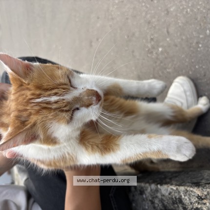 Photo de chat trouvé à Dijon