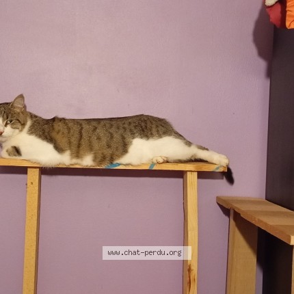 Photo de chat perdu à Fraize