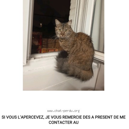 Photo 1/1 chacha Chat perdu à Limoges