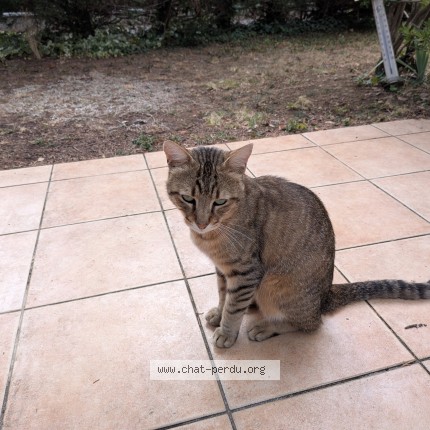 Photo de chat trouvé à Soisy Sur Seine