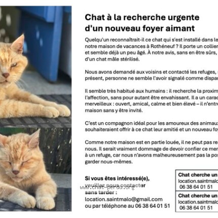 Photo de chat trouvé à Saint Malo